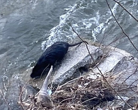 Екзотика или биоразнообразие: Защо реките в Пловдивско се напълниха с нутрии след дъждовете?