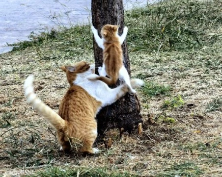 В Гърция има 3 млн. бездомни котки, една от най-големите популации в света