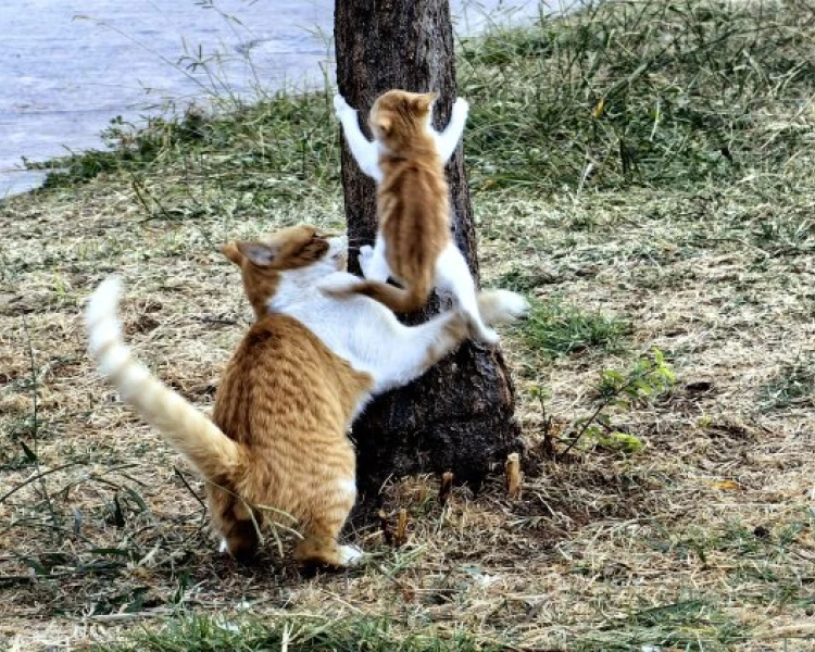 В Гърция има 3 млн. бездомни котки, една от най-големите популации в света