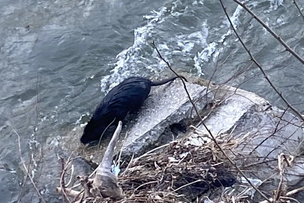 Екзотика или биоразнообразие: Защо реките в Пловдивско се напълниха с нутрии след дъждовете?