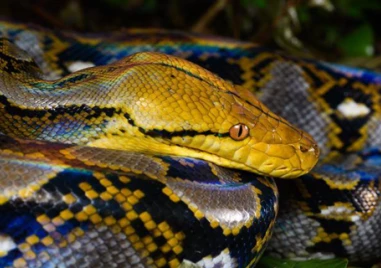 Екип от Тракийския университет спаси питон цирков артист след инцидент