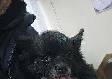 Ужас край Асеновград: Дете гледа безпомощно как питбул убива семейния им любимец, стопаните: Няма нищо