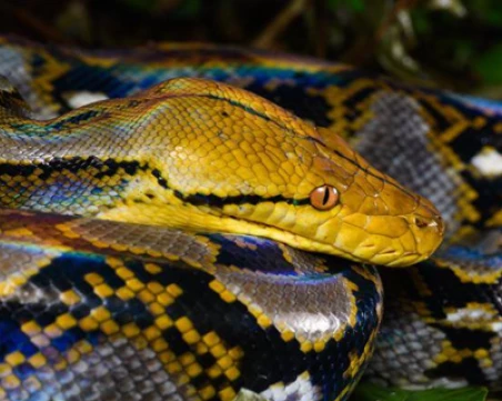 Екип от Тракийския университет спаси питон цирков артист след инцидент