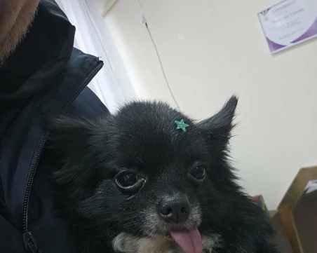 Ужас край Асеновград: Дете гледа безпомощно как питбул убива семейния им любимец, стопаните: 