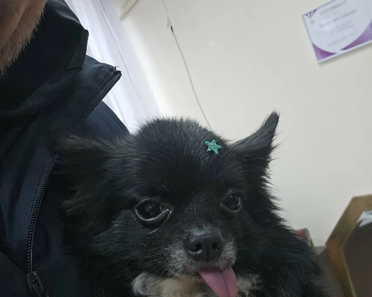 Ужас край Асеновград: Дете гледа безпомощно как питбул убива семейния им любимец, стопаните: 