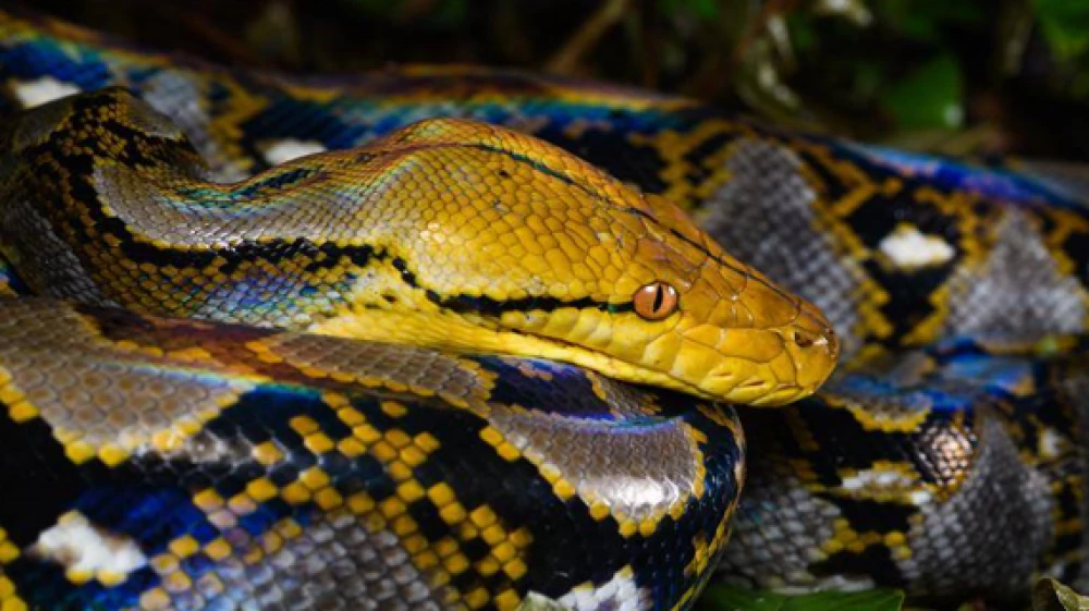 Екип от Тракийския университет спаси питон цирков артист след инцидент