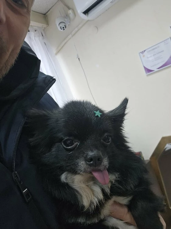 Ужас край Асеновград: Дете гледа безпомощно как питбул убива семейния им любимец, стопаните: 