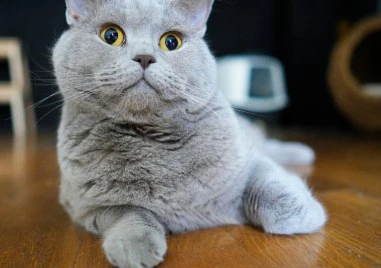 Една легенда си отиде! Котаракът Румен се пресели в котешкия рай