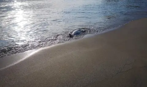 МОСВ сезира прокуратурата за загиналите птици и делфини край Шабла