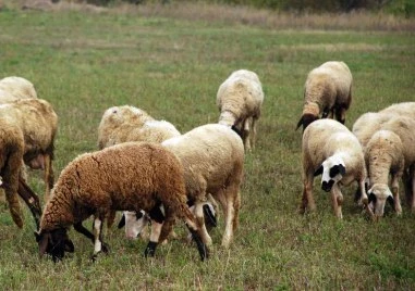 Спряха микробус с овце без документи край Маказа, подозират нелегален внос от Гърция