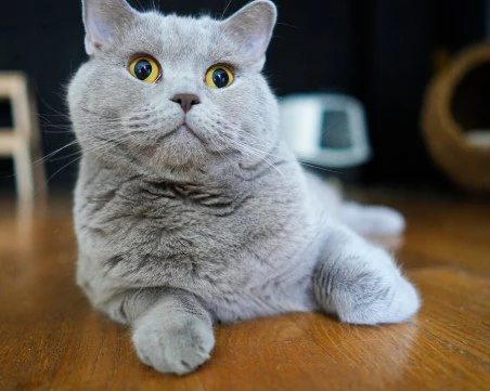 Една легенда си отиде! Котаракът Румен се пресели в котешкия рай