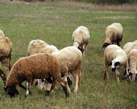 Спряха микробус с овце без документи край Маказа, подозират нелегален внос от Гърция