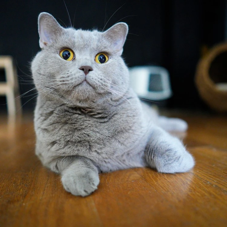 Една легенда си отиде! Котаракът Румен се пресели в котешкия рай