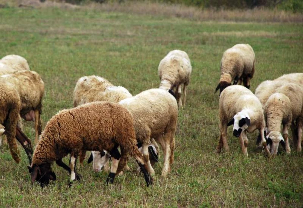 Спряха микробус с овце без документи край Маказа, подозират нелегален внос от Гърция