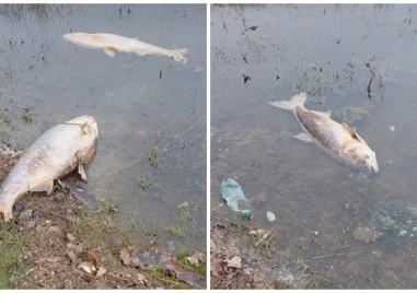 Мъртви риби изплуваха в язовир край Асеновград, проверяват причината