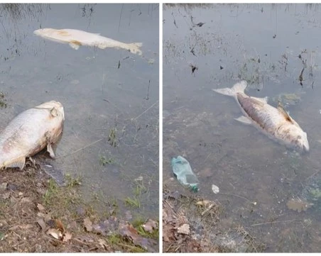 Мъртви риби изплуваха в язовир край Асеновград, проверяват причината