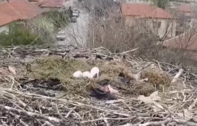 Спасителна мисия край Пазарджик: Доброволци помогнаха на щъркелово яйце, паднало на земята