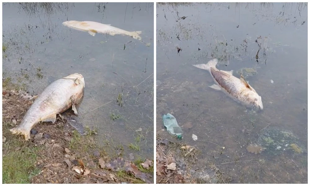 Мъртви риби изплуваха в язовир край Асеновград, проверяват причината