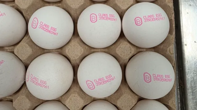 Заради неизрядни документи: БАБХ върна около 1,3 млн. яйца в Турция