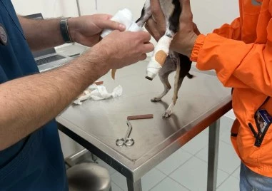 Една невинна игра в Шекер махала завърши с жестокост за