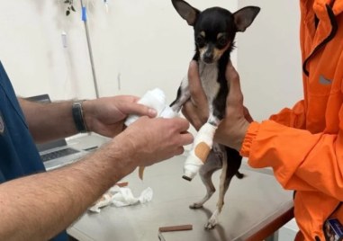 Да спасим Айра! 7-месечно кутре с две счупени крачета се бори за живота си