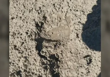 Откриха следи от кафява мечка край язовир Кричим