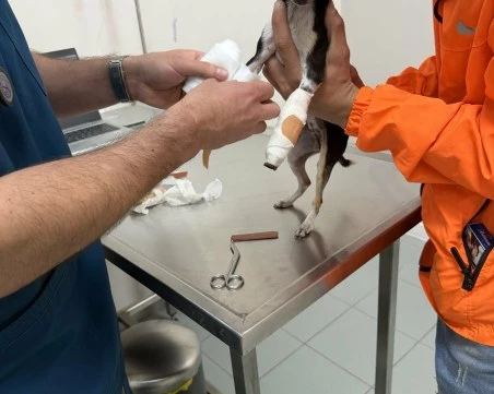 Да спасим Айра! 7-месечно кутре с две счупени крачета се бори за живота си