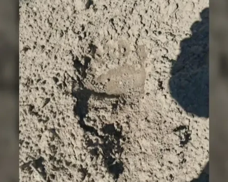 Откриха следи от кафява мечка край язовир 