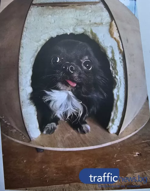 Три институции влизат по случая с разкъсаното от питбул куче край Асеновград