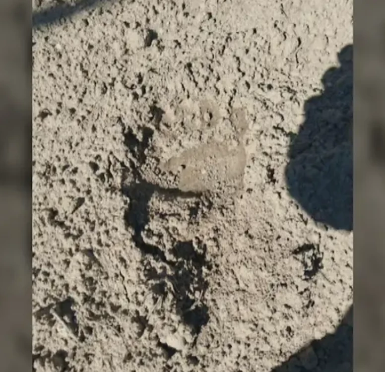 Откриха следи от кафява мечка край язовир 