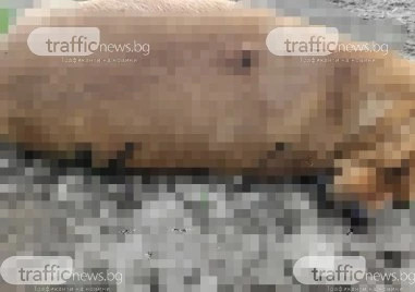 Ужасяващо! Убиха куче с ловджийска пушка в Крумово