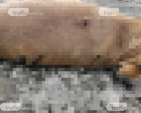 Ужасяващо! Убиха куче с ловджийска пушка в Крумово