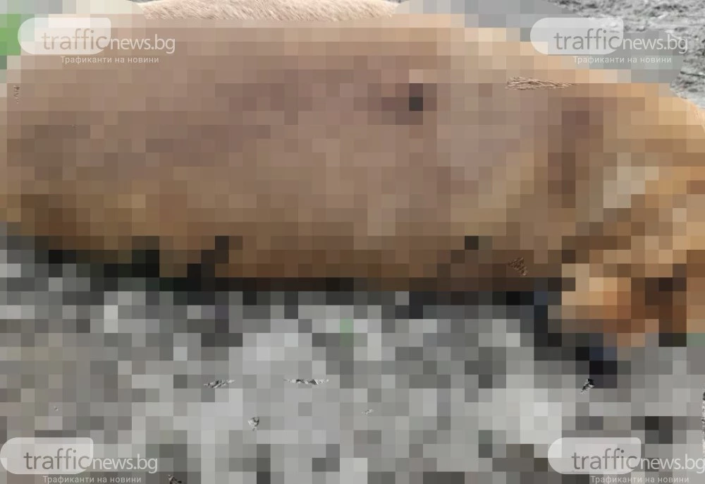 Ужасяващо! Убиха куче с ловджийска пушка в Крумово