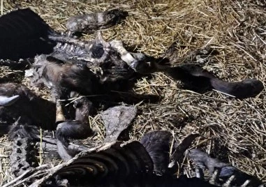 Огнище на антракс в Силистренско: БАБХ затвори незаконни обекти за месо