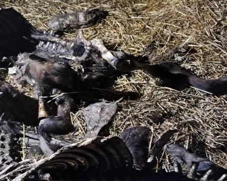 Огнище на антракс в Силистренско: БАБХ затвори незаконни обекти за месо