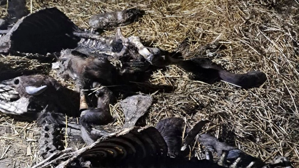 Огнище на антракс в Силистренско: БАБХ затвори незаконни обекти за месо