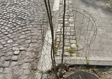 Две години след сечта на Антим I - нито едно новозасадено дърво