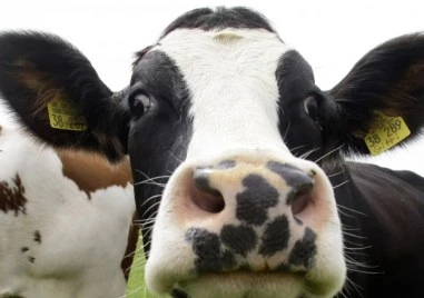 Разкриха 321 „виртуални” животни в Смолянско, за които са вземани субсидии