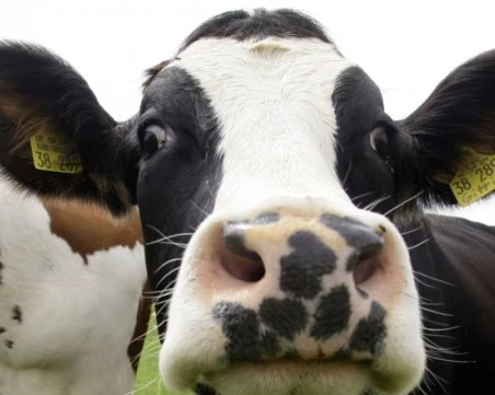 Разкриха 321 „виртуални” животни в Смолянско, за които са вземани субсидии