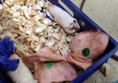 Над 3,5 тона месо ще бъдат унищожени по нареждане на БАБХ