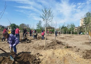 Повече от 1000 засадени дървета в Пловдив след края на пролетната залесителна кампания