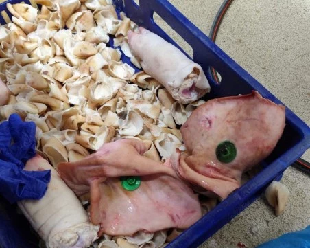 Над 3,5 тона месо ще бъдат унищожени по нареждане на БАБХ