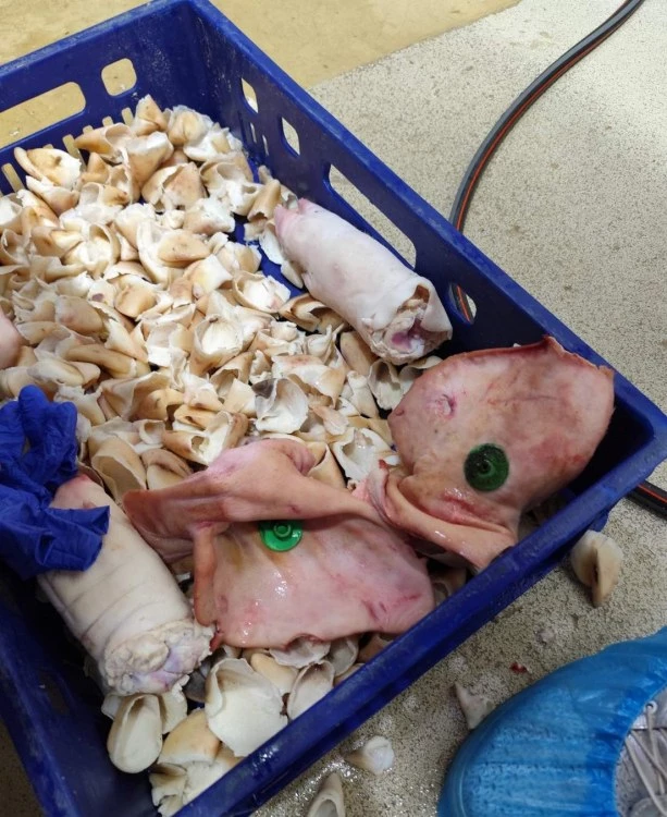 Над 3,5 тона месо ще бъдат унищожени по нареждане на БАБХ