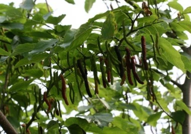 Дърво падна и уби възрастен мъж в Плевенско