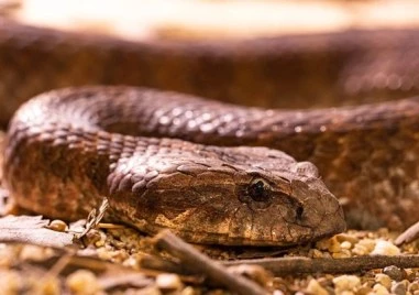 Извадиха 1,5 м змия от двигателя на автомобил