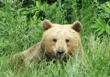 Мечката Йета стана безспорният шампион по зимен сън в Белица