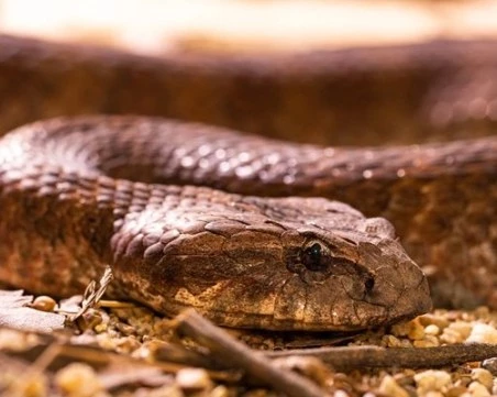 Извадиха 1,5 м змия от двигателя на автомобил