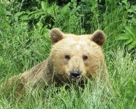 Мечката Йета стана безспорният шампион по зимен сън в Белица