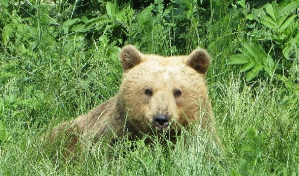 Мечката Йета стана безспорният шампион по зимен сън в Белица