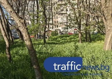 Из пловдивските джунгли: Кучета се губят сред треви, деца играят сред кърлежи